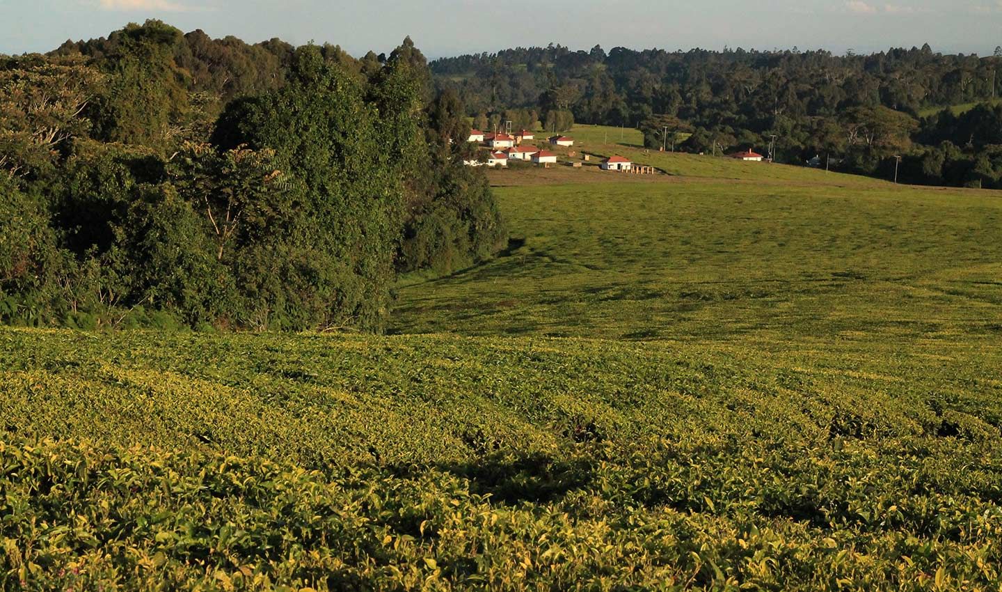 Tea growing fields with houses in the distance.