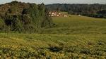 Tea growing fields with houses in the distance.