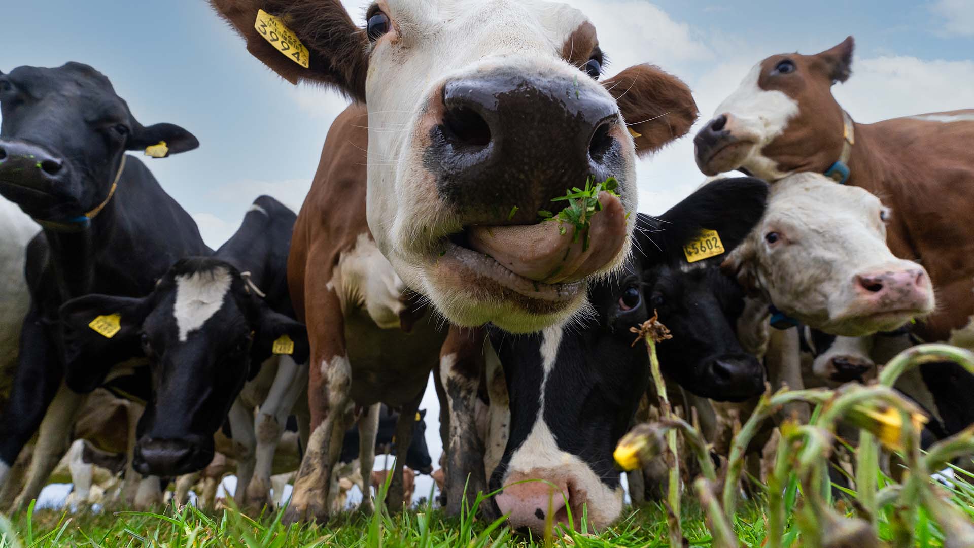 Close-up of cows grazing in a grassy meadow