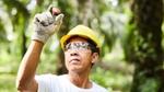 A man wearing a yellow hard hat holds up a plam oil kernal