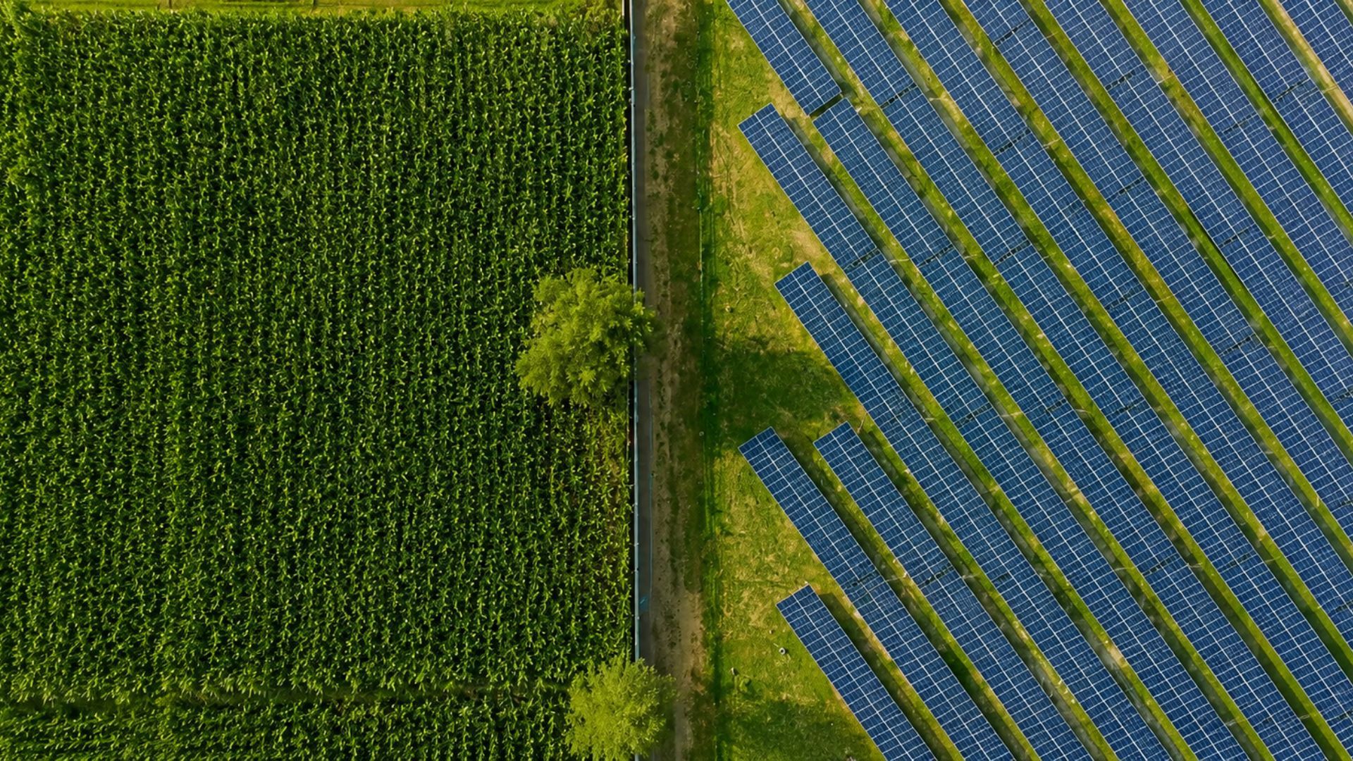 Aerial view of a solar farm beside a green crop field, separated by a narrow road with a few trees.