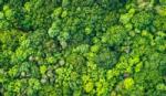 An aerial view of the rainforest featuring lush green trees