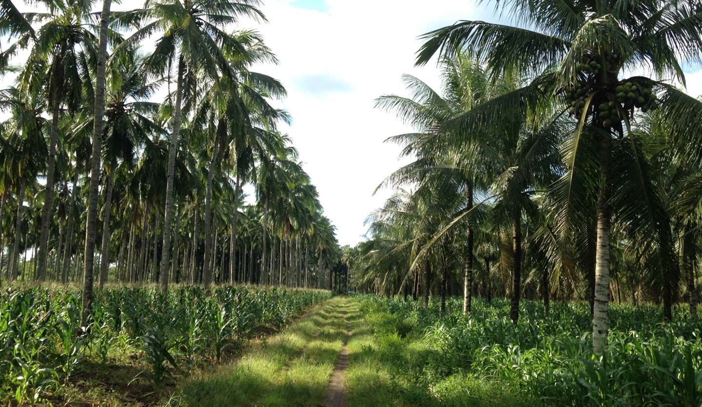 Coconut trees on plantation. Unilever has joined a new initiative that aims to create a more sustainable coconut industry.