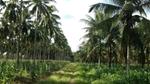 Coconut trees on plantation. Unilever has joined a new initiative that aims to create a more sustainable coconut industry.