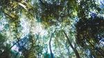looking up at a canopy of trees