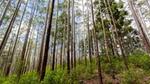 Trees in eucalyptus forest in Sri Lanka.