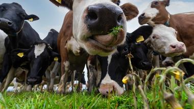 Cows looking at Camera