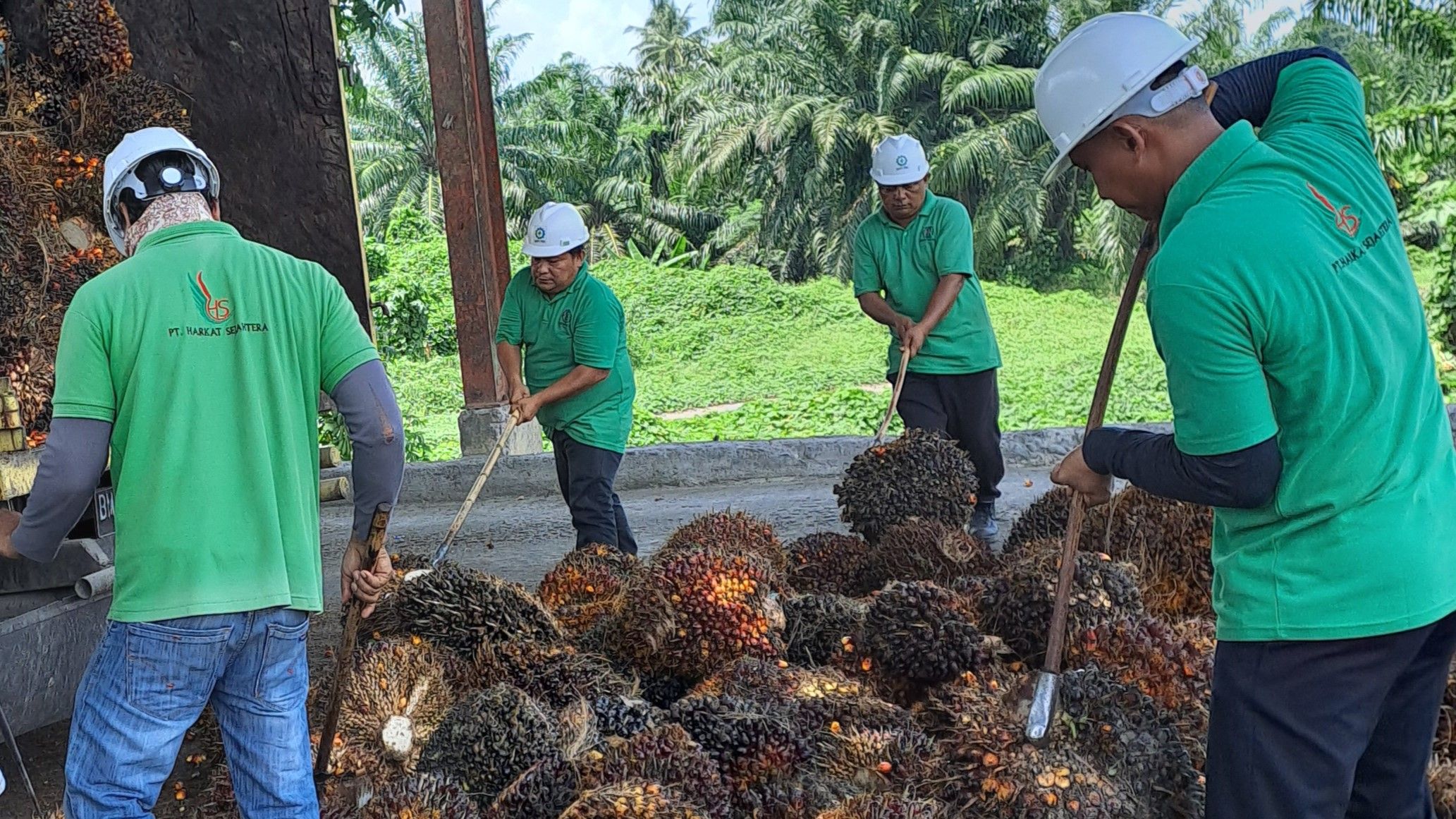 Men harvesting palm oil.