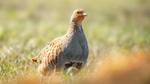 Grey Partridge