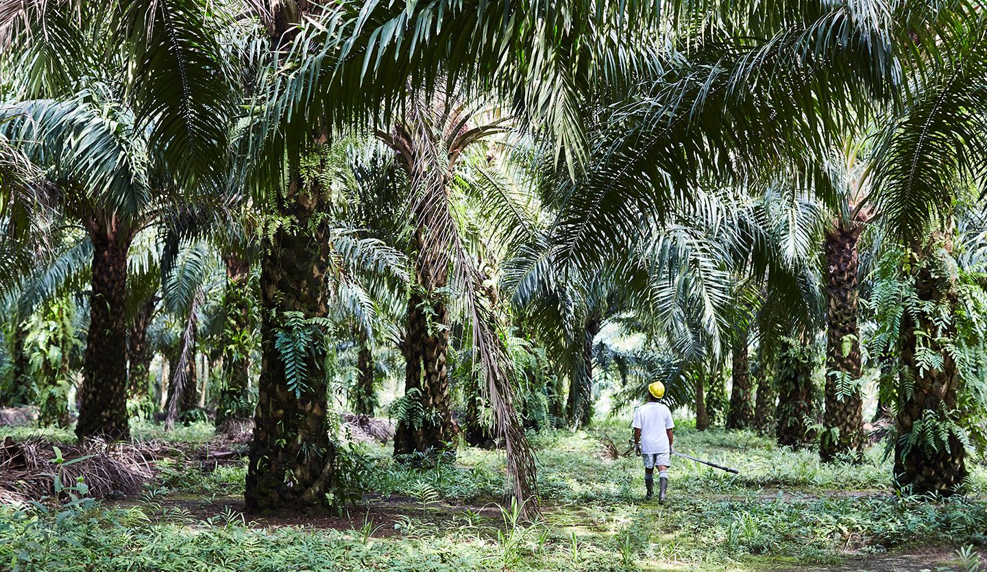 Palm oil farmer working in a plantation
