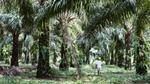 Palm oil farmer working in a plantation