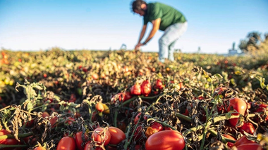 A field of vine-grown tomatoes. A man wearing a green t-shirt and light blue jeans is harvesting the tomatoes.