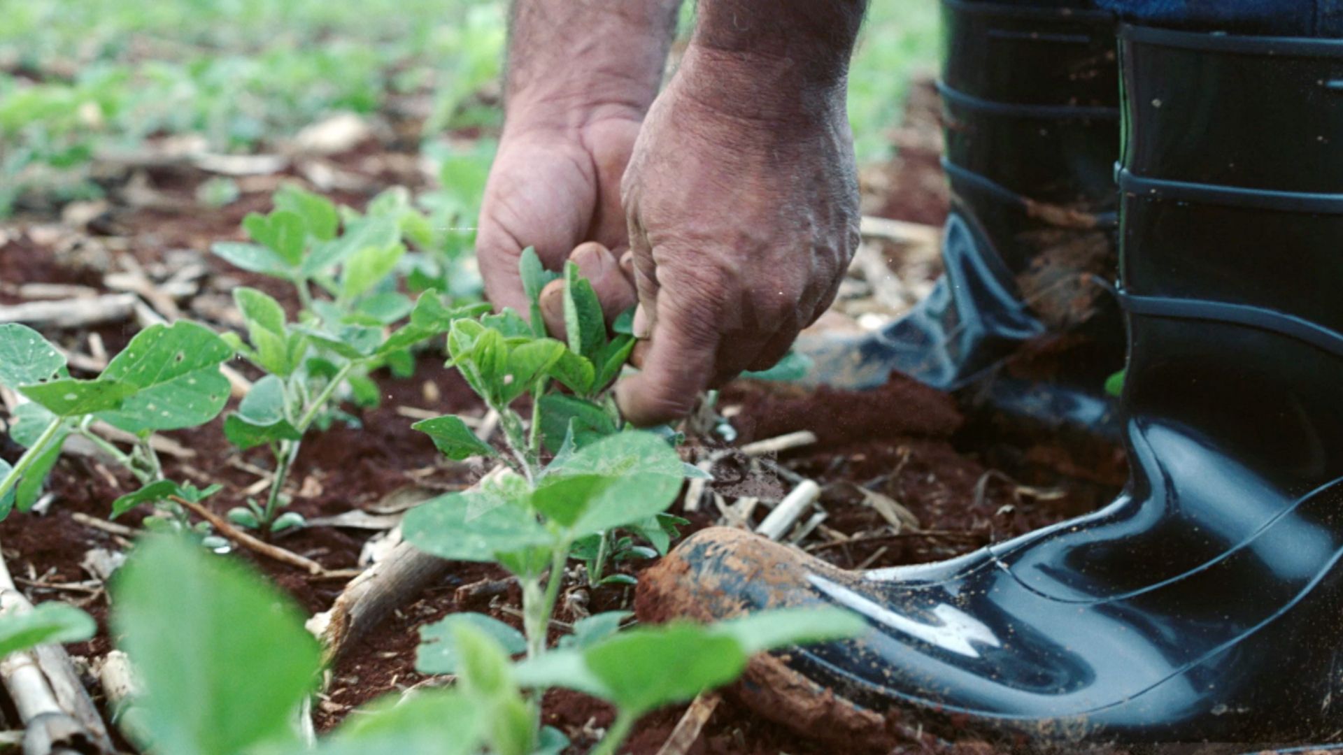 farmer picking crops wearing waterproof boots 