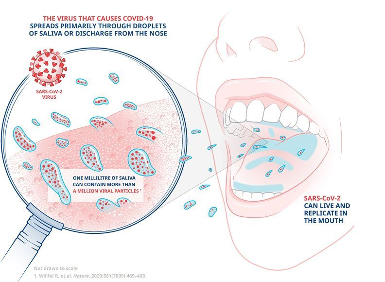 A diagram illustrating how the virus that causes Covid-19 is spread primarily through droplets of saliva