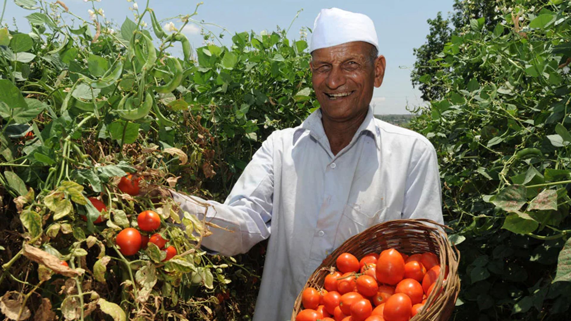 A farmer proudly showing his vines of tomatoes