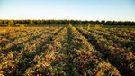 A photograph of a sunlit field with rows of ripe red tomatoes, surrounded by tall vegetation in the background under a clear blue sky.