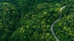 Aerial view of a winding road curving through a dense green forest, with two vehicles visible—one near the bend and another further back—surrounded by thick foliage.